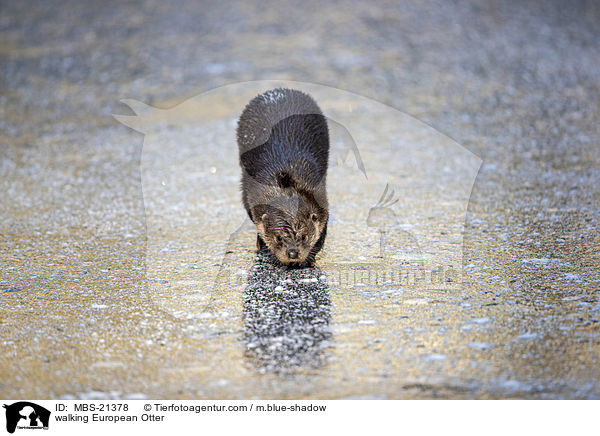 walking European Otter / MBS-21378