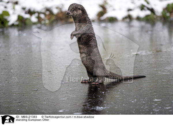 standing European Otter / MBS-21383