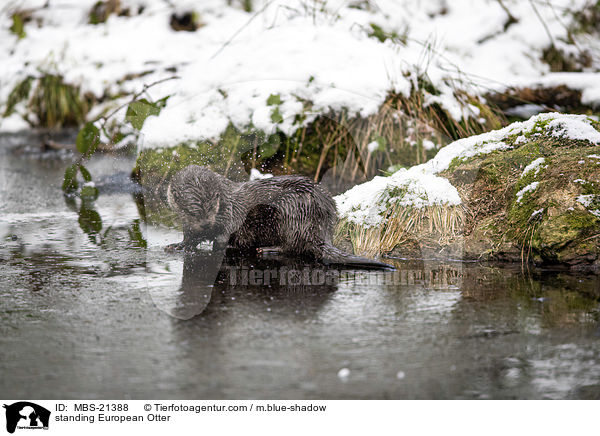 standing European Otter / MBS-21388