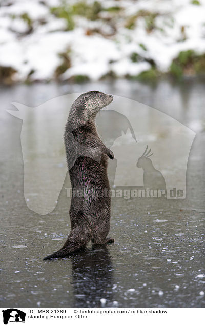 standing European Otter / MBS-21389