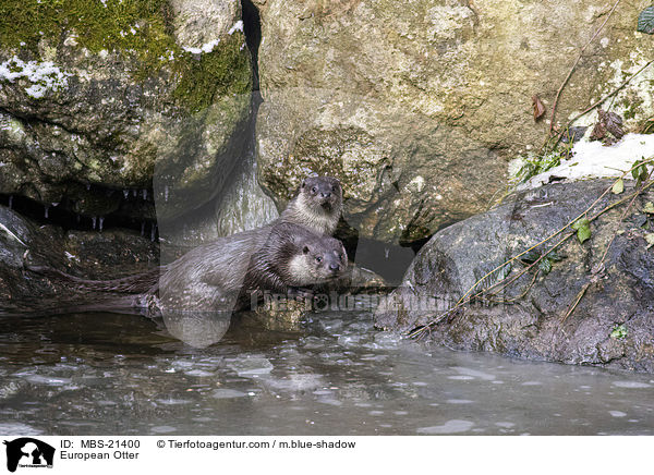 European Otter / MBS-21400