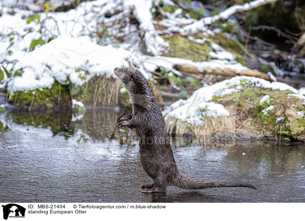 standing European Otter / MBS-21404
