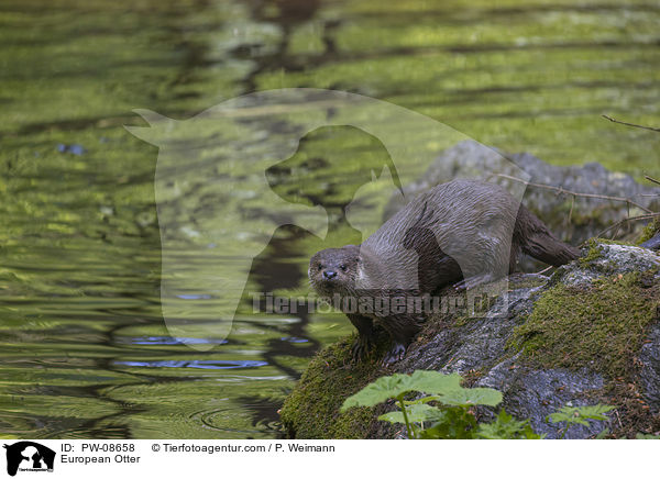 European Otter / PW-08658