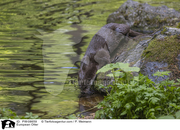 European Otter / PW-08659