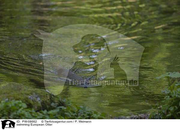 swimming European Otter / PW-08662