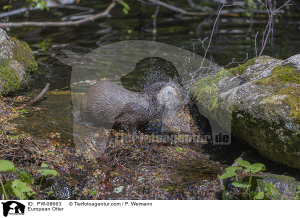 European Otter / PW-08663