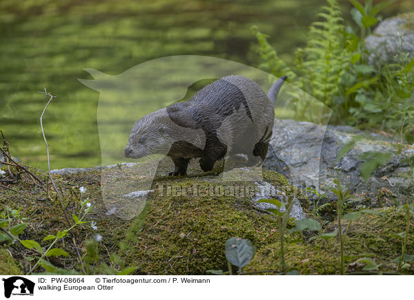 walking European Otter / PW-08664