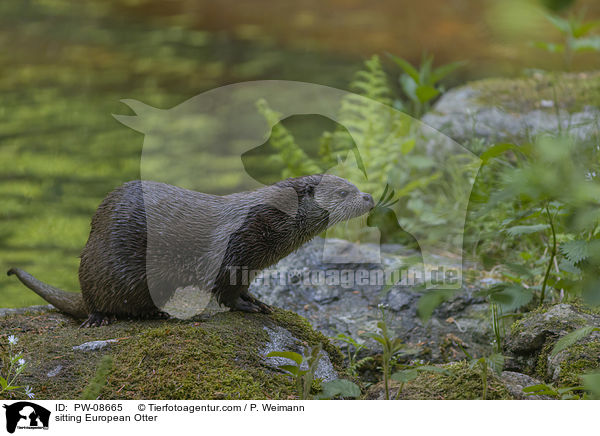 sitting European Otter / PW-08665