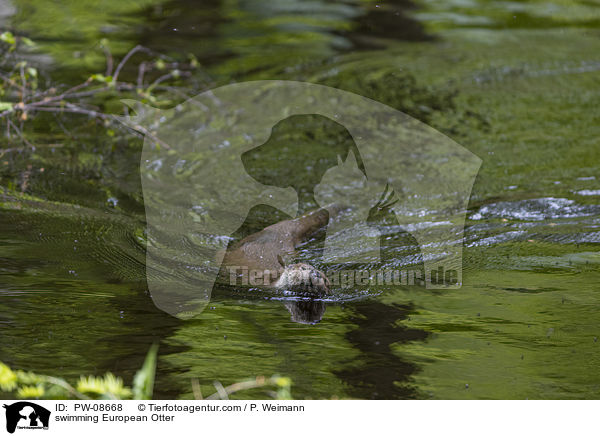 swimming European Otter / PW-08668