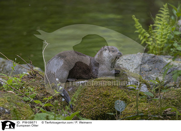 European Otter / PW-08671