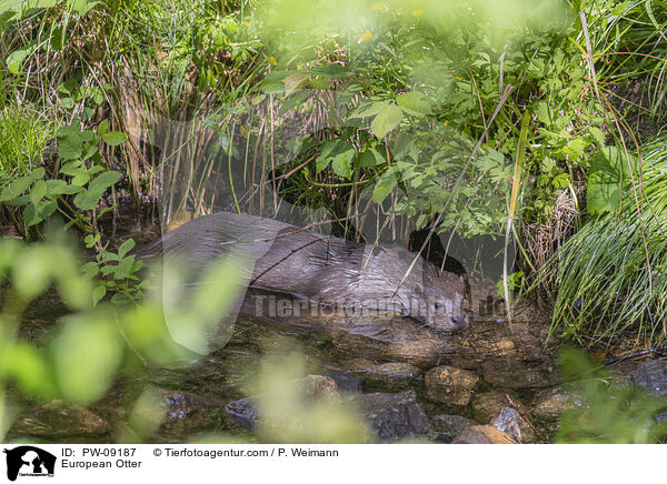 European Otter / PW-09187
