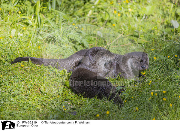 European Otter / PW-09219