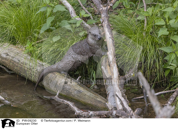 European Otter / PW-09230