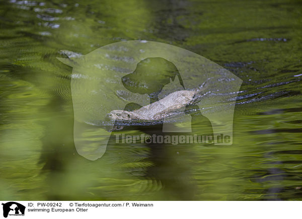 swimming European Otter / PW-09242