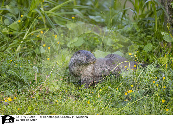 Fischotter / European Otter / PW-09285