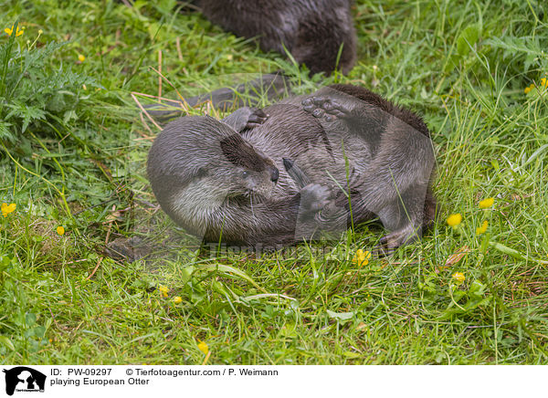 playing European Otter / PW-09297