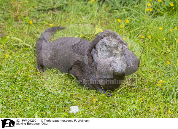 spielende Fischotter / playing European Otter / PW-09299