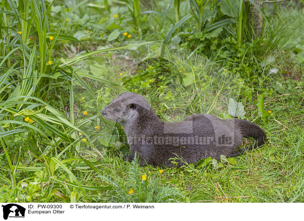 Fischotter / European Otter / PW-09300