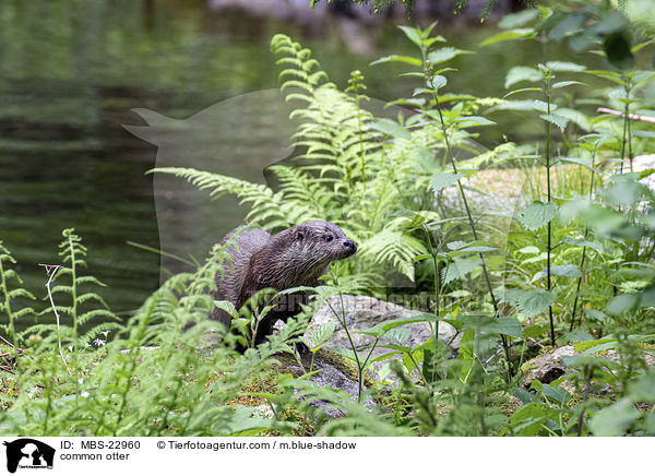 Europischer Fischotter / common otter / MBS-22960
