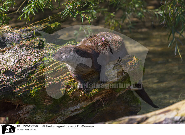 Fischotter / common otter / PW-12356