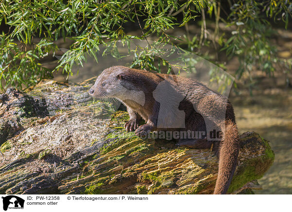 common otter / PW-12358