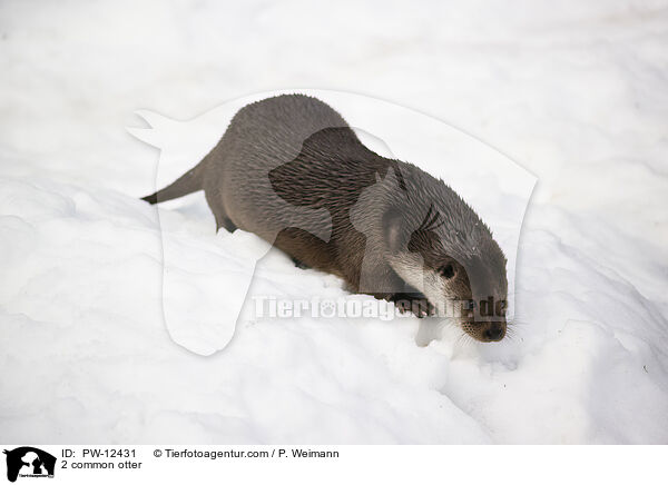 2 common otter / PW-12431