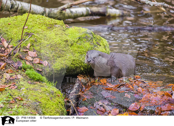 Europischer Otter / European otter / PW-14568