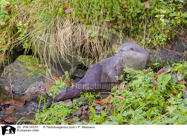 Europischer Otter / European otter / PW-14570