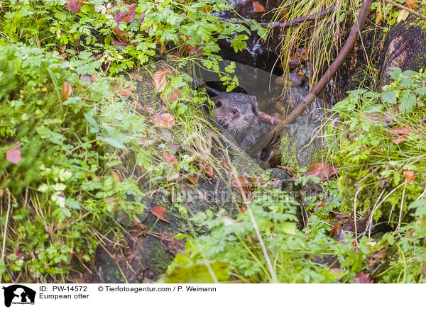 Europischer Otter / European otter / PW-14572