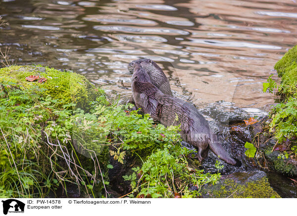 European otter / PW-14578