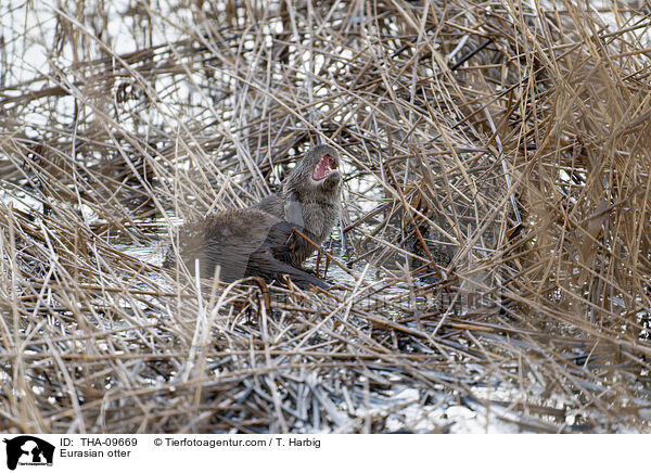 Eurasian otter / THA-09669
