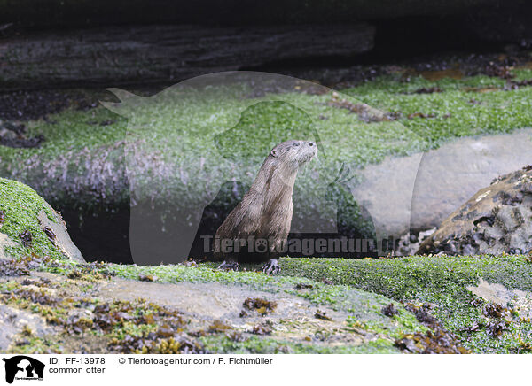 common otter / FF-13978