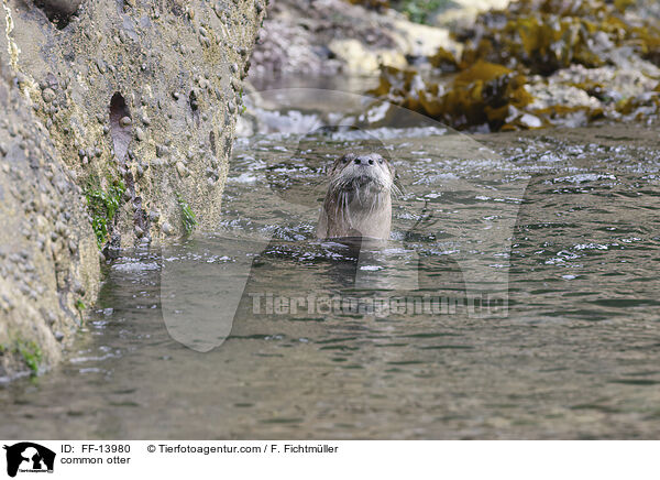 common otter / FF-13980