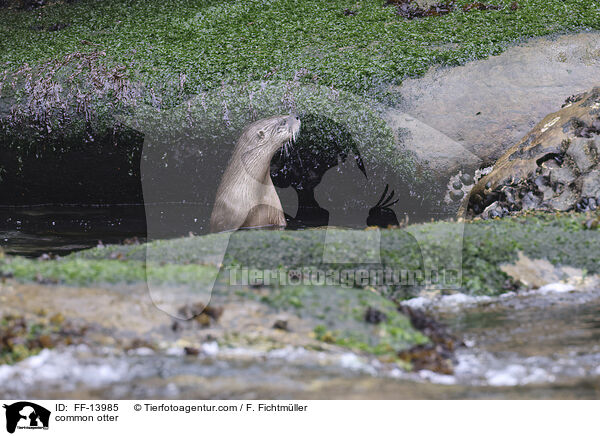 common otter / FF-13985