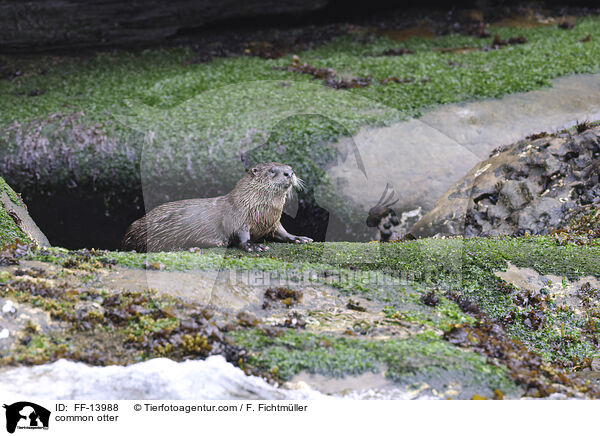 common otter / FF-13988