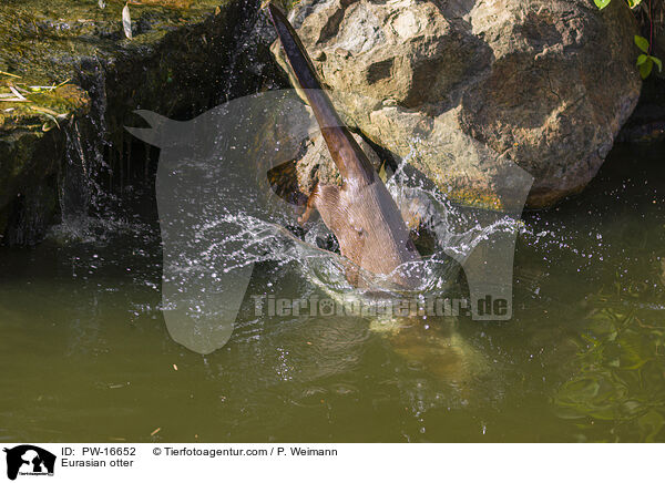 Fischotter / Eurasian otter / PW-16652
