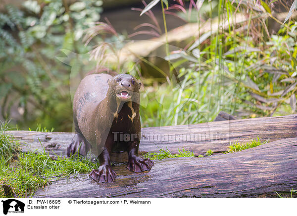 Eurasian otter / PW-16695