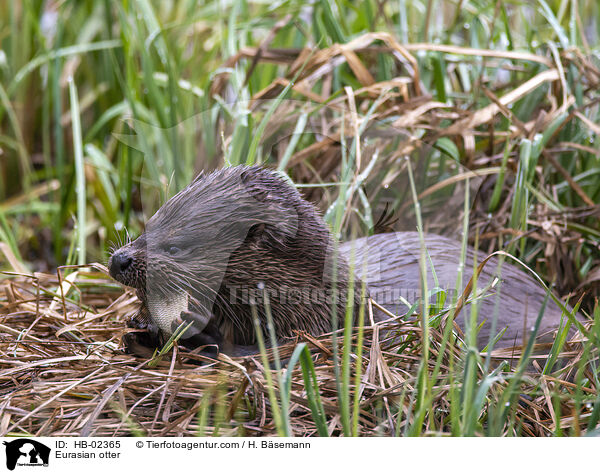 Fischotter / Eurasian otter / HB-02365