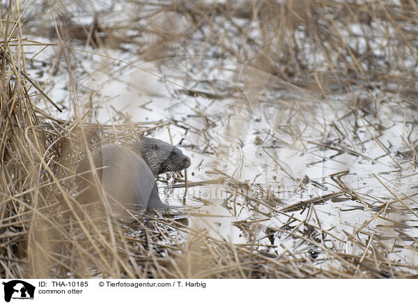common otter / THA-10185