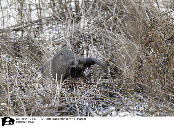 common otter / THA-10187
