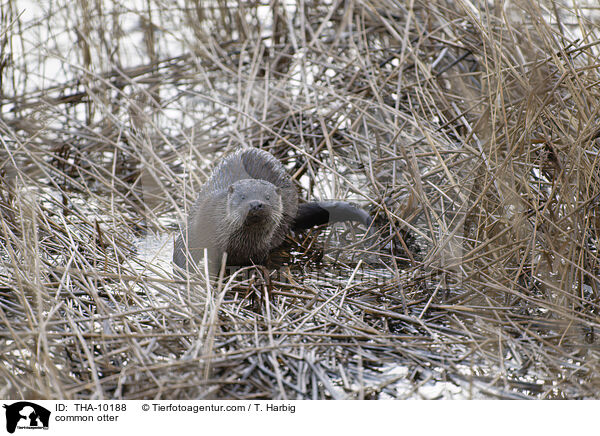 common otter / THA-10188