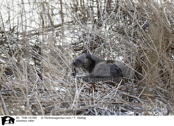 common otter / THA-10189