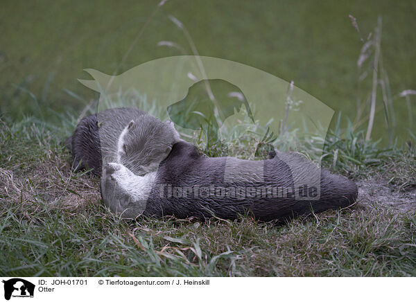 Fischotter / Otter / JOH-01701