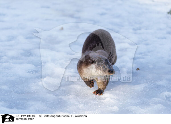 Fischotter / common otter / PW-19916