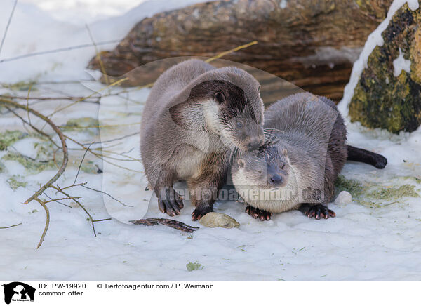 Fischotter / common otter / PW-19920