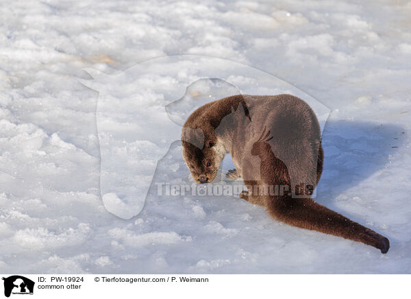 Fischotter / common otter / PW-19924