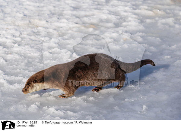 Fischotter / common otter / PW-19925