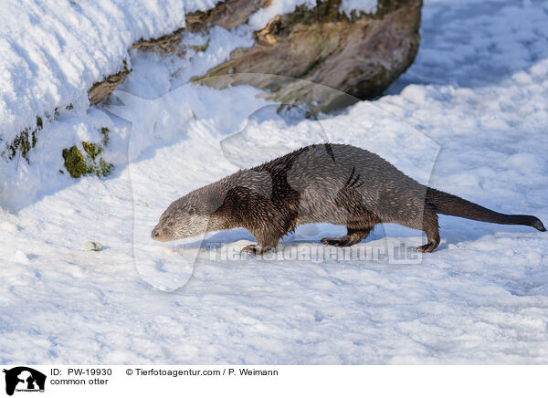 Fischotter / common otter / PW-19930