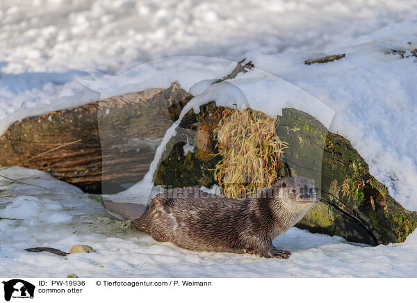 Fischotter / common otter / PW-19936