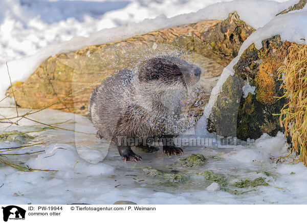 common otter / PW-19944
